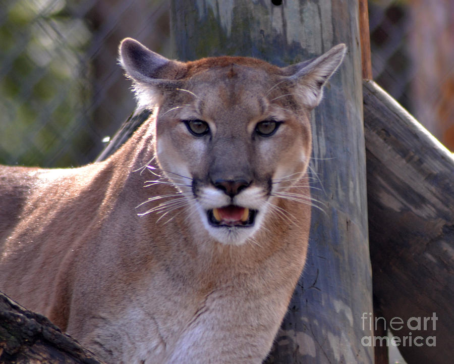 The Eyes Say it All Photograph by Eva Thomas - Fine Art America