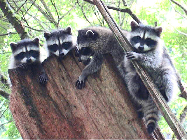 The Fab Four Coons Photograph by Kym Backland