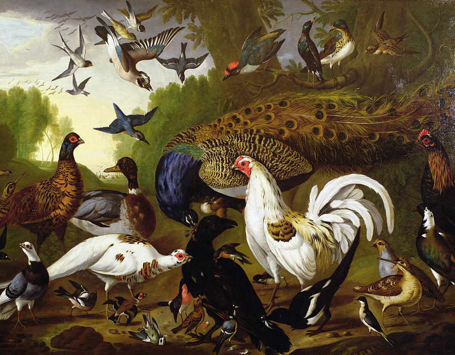 The Fable Of The Raven With A Peacock, Cockerel, Woodpecker, Jay, Woodcock,  And Magpie Photograph by Pieter Casteels - Fine Art America