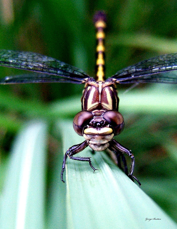 The Face of a Dragonfly 01 Photograph by George Bostian