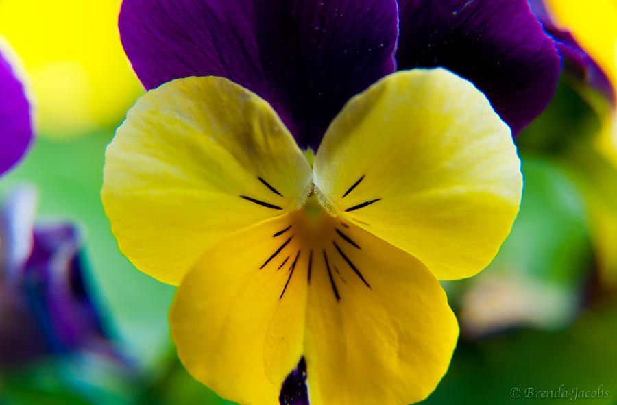 The Face of a Pansy Photograph by Brenda Jacobs