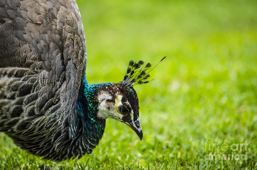 The Face of a Peacock Photograph by Deborah Smolinske