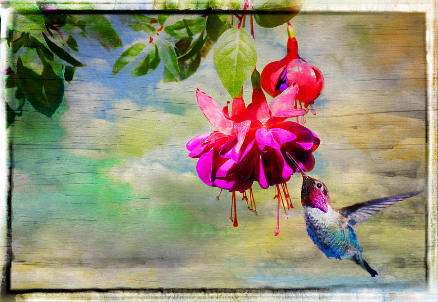 Hummingbird Photograph - The Face of Fuchsia by Lynn Bauer
