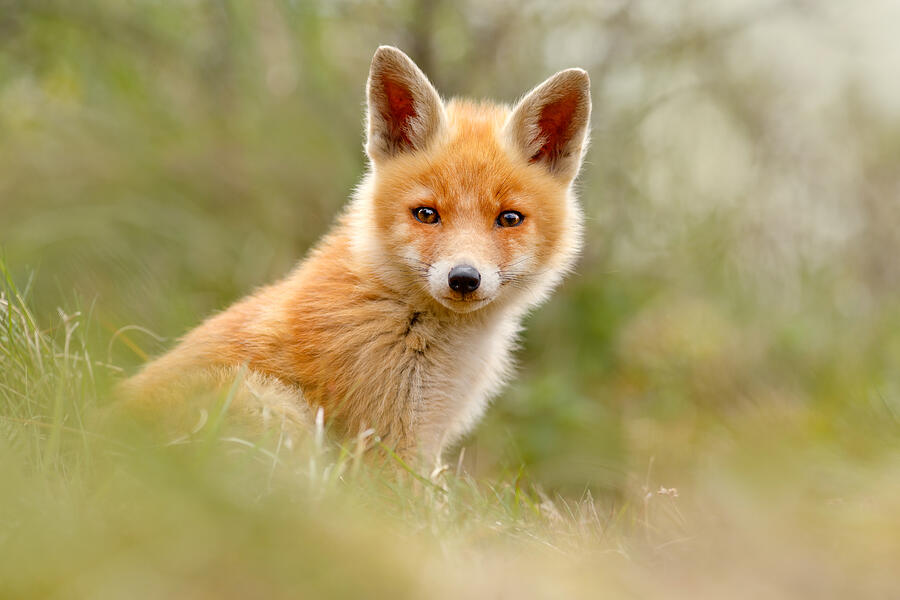 Spring Photograph - The Face of Innocence _ Red Fox Kit by Roeselien Raimond