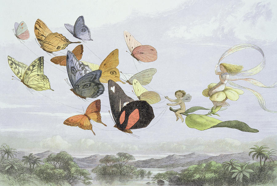Butterfly Drawing - The Fairy Queens Carriage by Richard Doyle