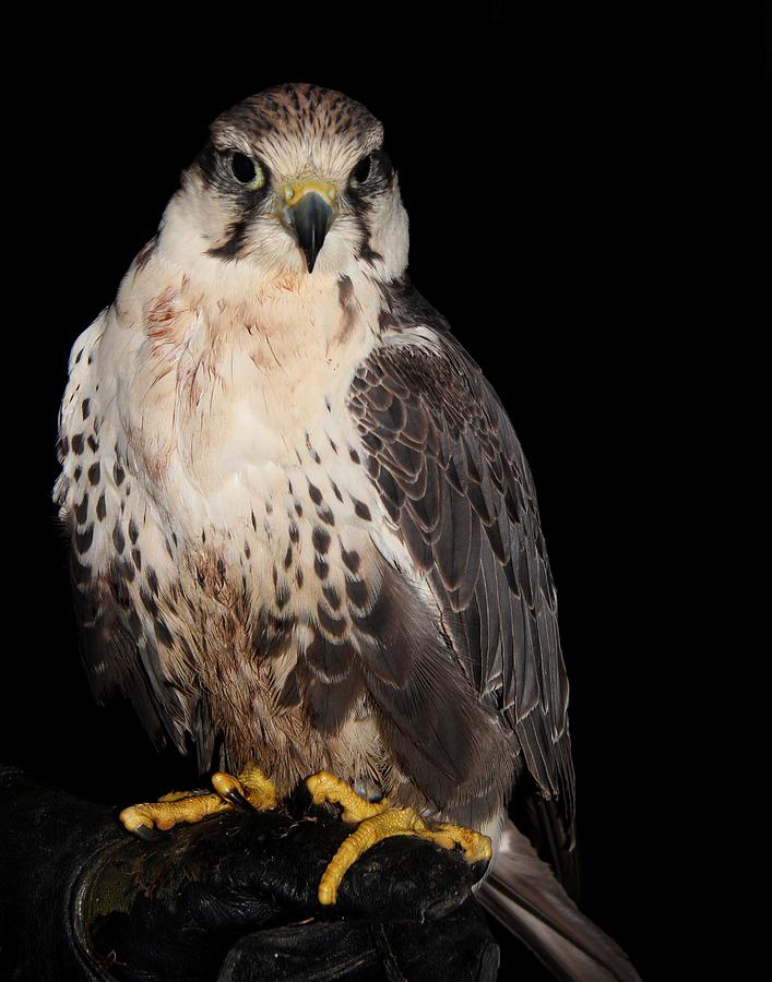 The Falcon Photograph by Davandra Cribbie