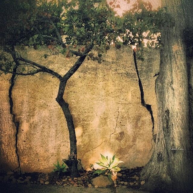 The Fall Of Crack/tree/crack Photograph by Christi Evans