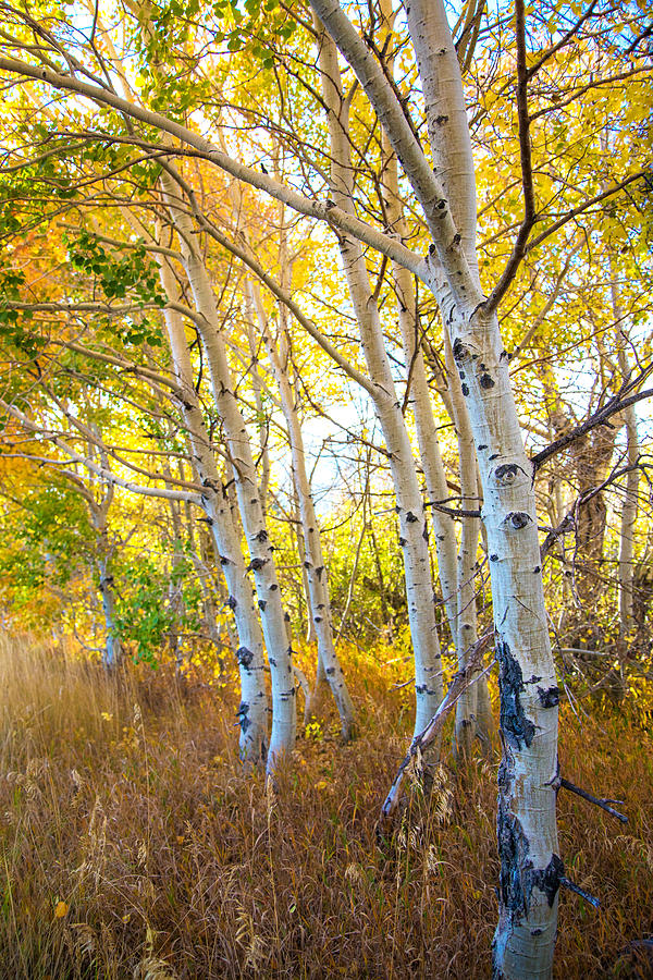 The Fall of the Aspen Photograph by Lynn Bauer