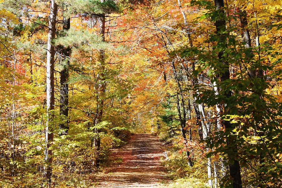 The Fall Trail Photograph by Thomas Kinnan - Fine Art America