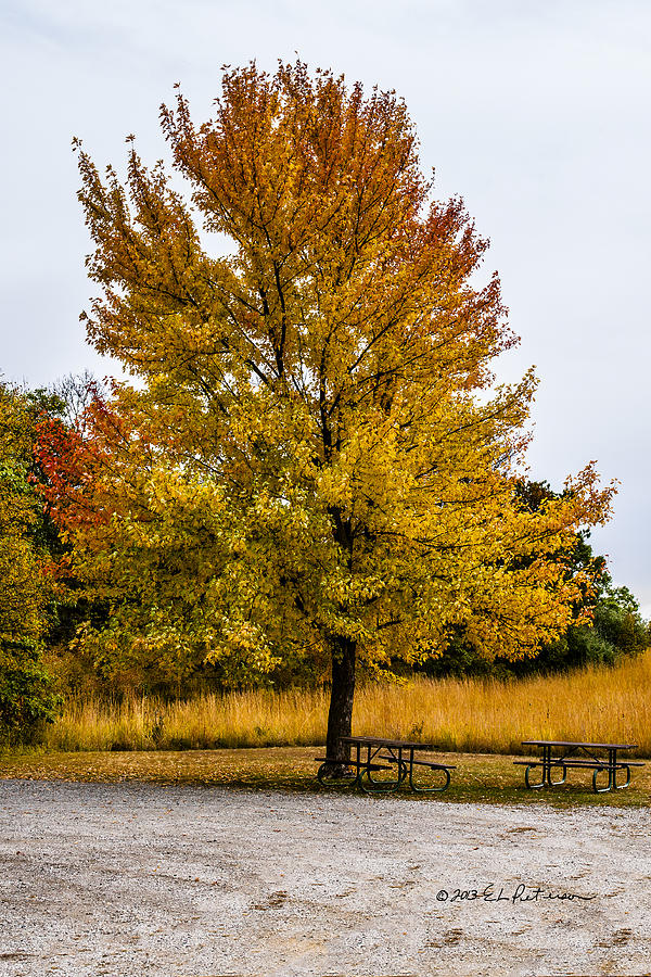 The Fall Tree Photograph by Ed Peterson