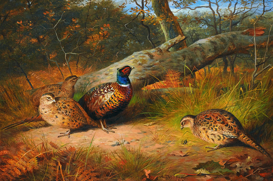 The Fallen Beech - A Cock And Three Hen Pheasants With A Wasp Painting by Celestial Images