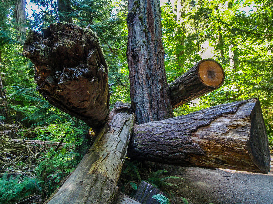 The Fallen Trees in Cathedral Grove Photograph by Roxy Hurtubise