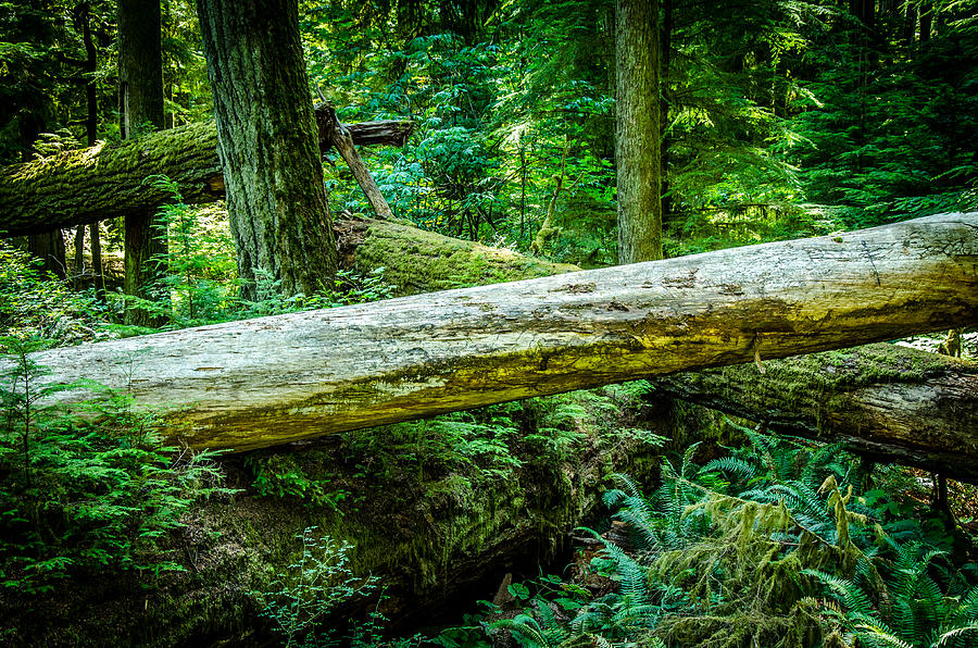 Support System Cathedral Grove Photograph by Roxy Hurtubise