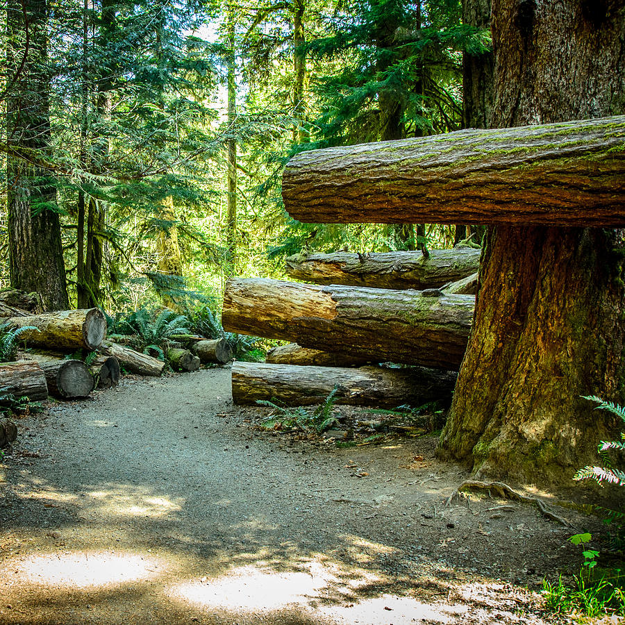 The Fallen Trees Along the Trail Cathedral Grove Photograph by Roxy Hurtubise