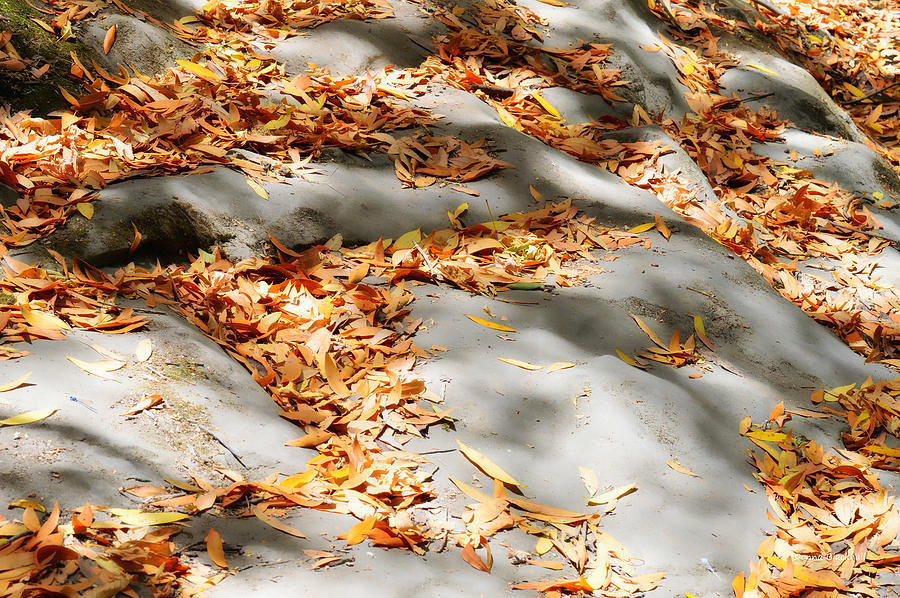 Fall Photograph - The Fallen by Donna Blackhall