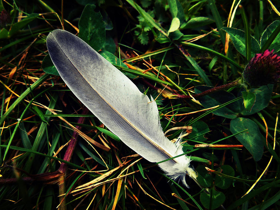 The Fallen Feather Photograph by Zinvolle Art