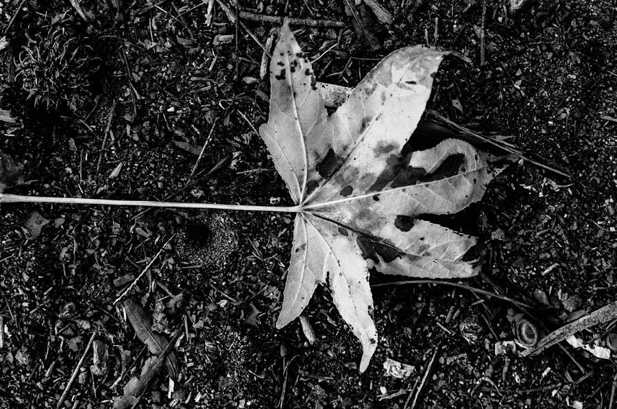Black And White Photograph - The Fallen Leaf by Brandon Hussey