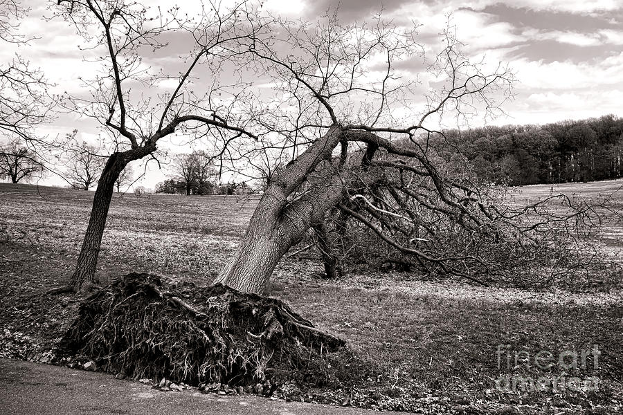 Tree Photograph - The Fallen by Olivier Le Queinec