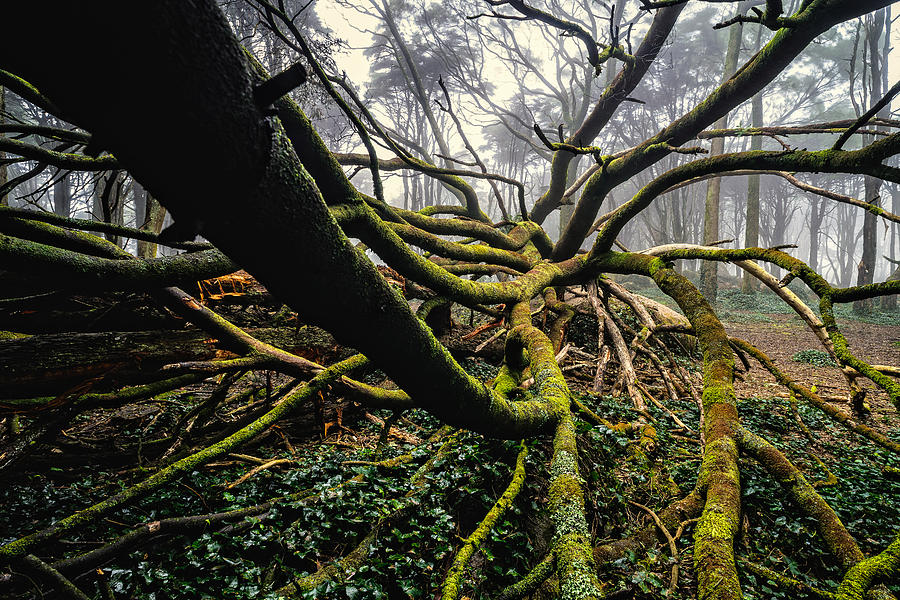 The Fallen Tree I Photograph by Marco Oliveira