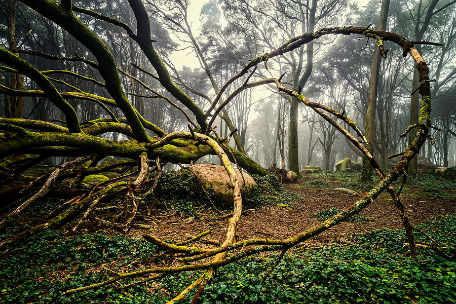 The Fallen Tree II Photograph by Marco Oliveira