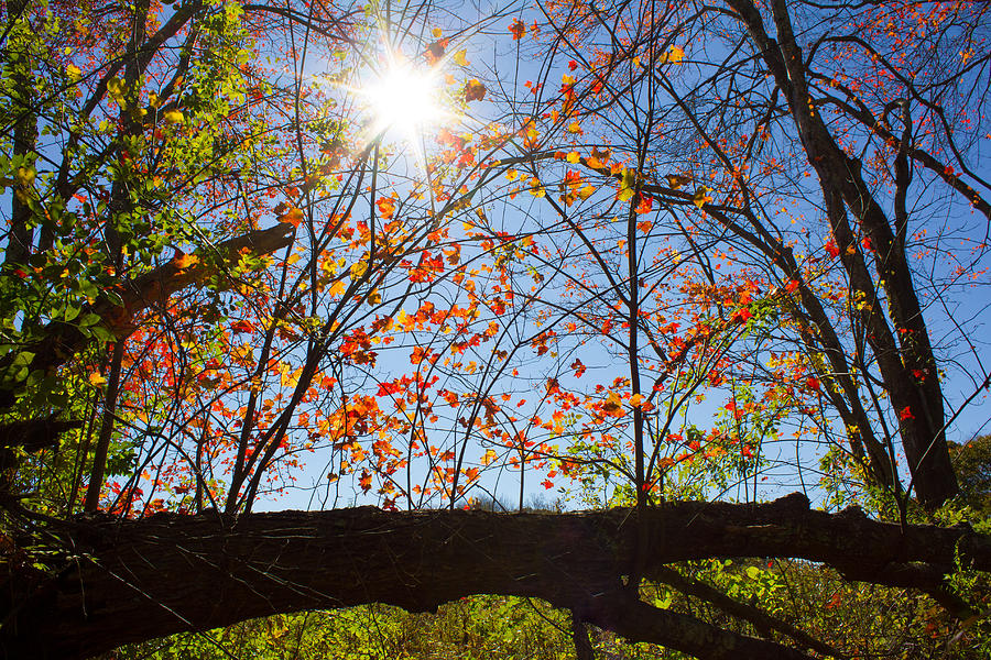The Fallen Tree Of Autumn Photograph