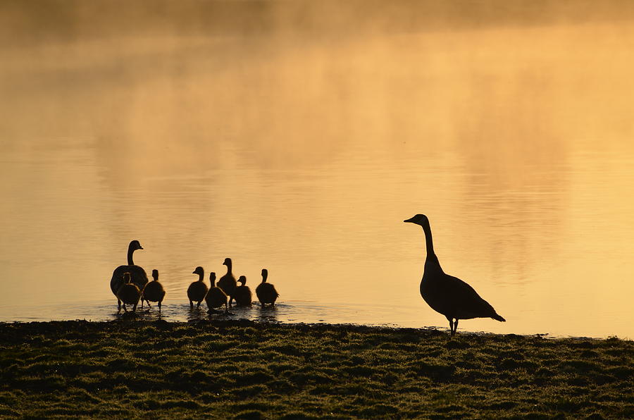 Duck Photograph - The Family by Bill Cannon