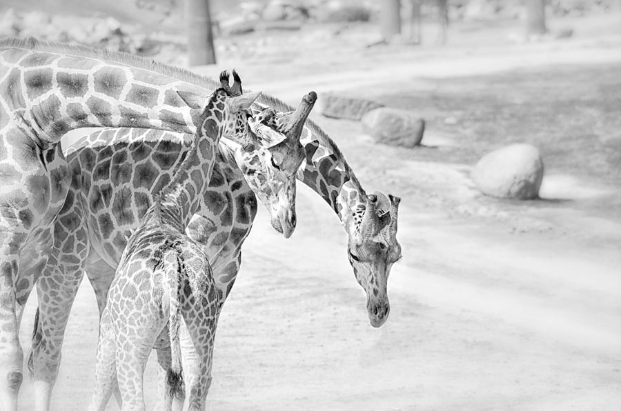 Giraffe Photograph - The Family by Camille Lopez