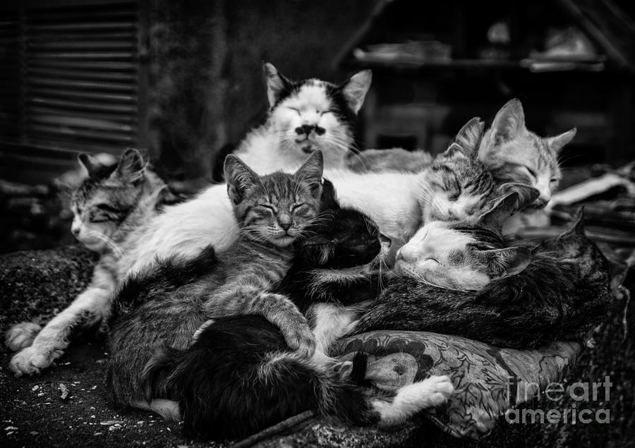 Cat Photograph - The Family by Merthan Kortan