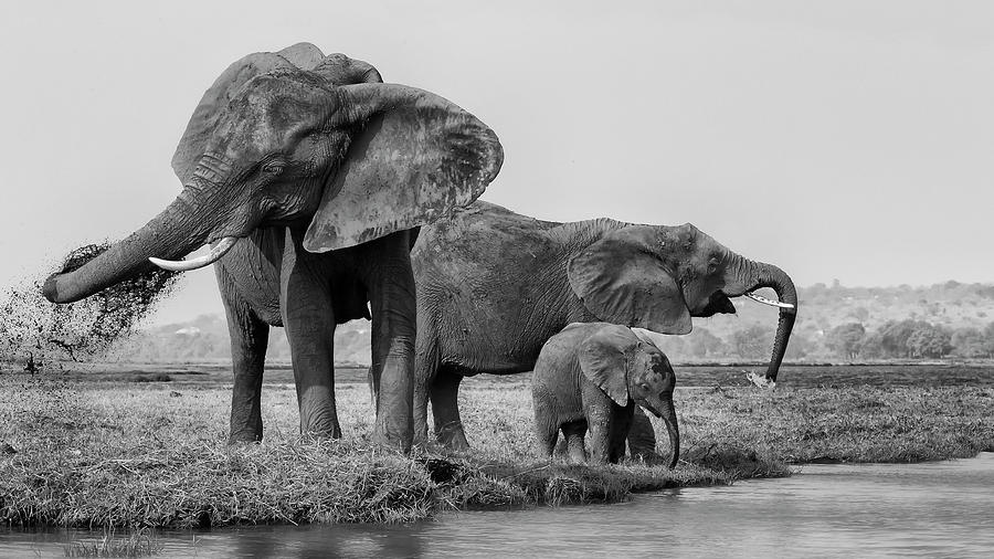 Elephant Photograph - The Family Of Elephants by Phillip Chang
