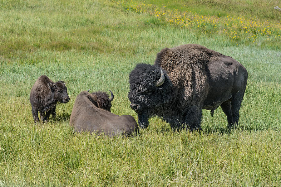 Buffalo Photograph - The Family of Three by Randall Branham