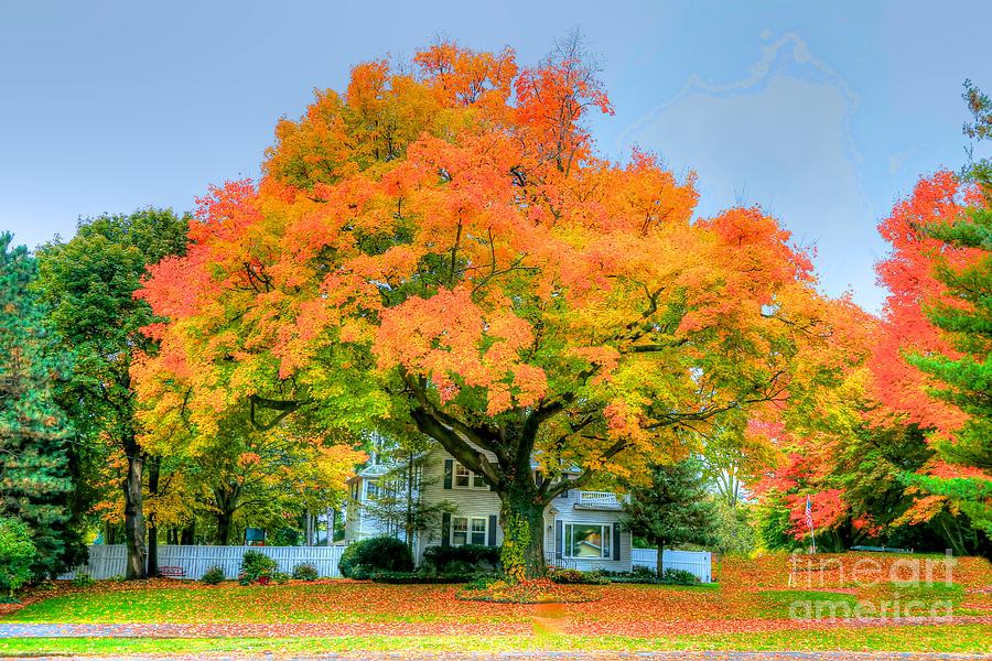 The family tree in autumn Photograph by Robert Pearson