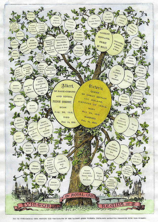 The Family Trees Of Victoria Drawing by Mary Evans Picture Library ...