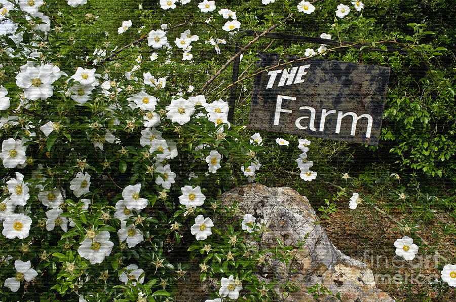 Flower Photograph - The Farm by Debra Johnson