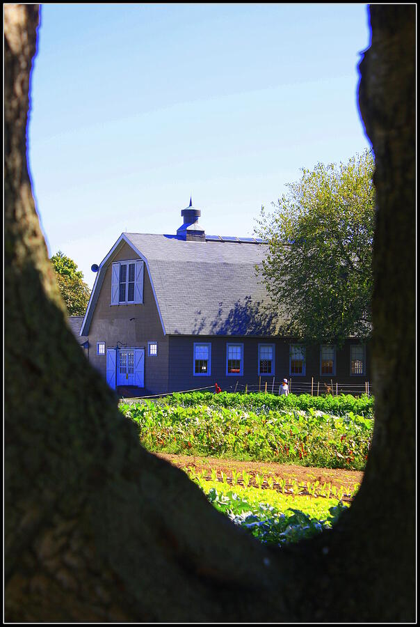 Landmark Photograph - The Farmhouse - Through the Maple Tree by Dora Sofia Caputo
