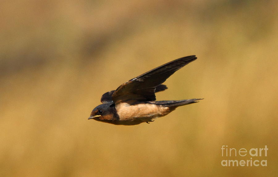First Swallow Of Spring Photograph by Robert Frederick