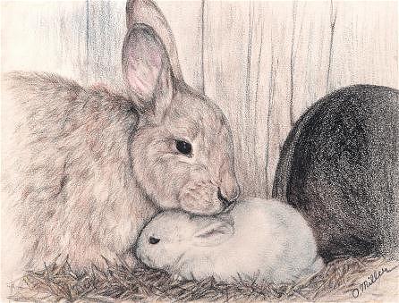 Rabbit Drawing - The Favorite by Olga Wing