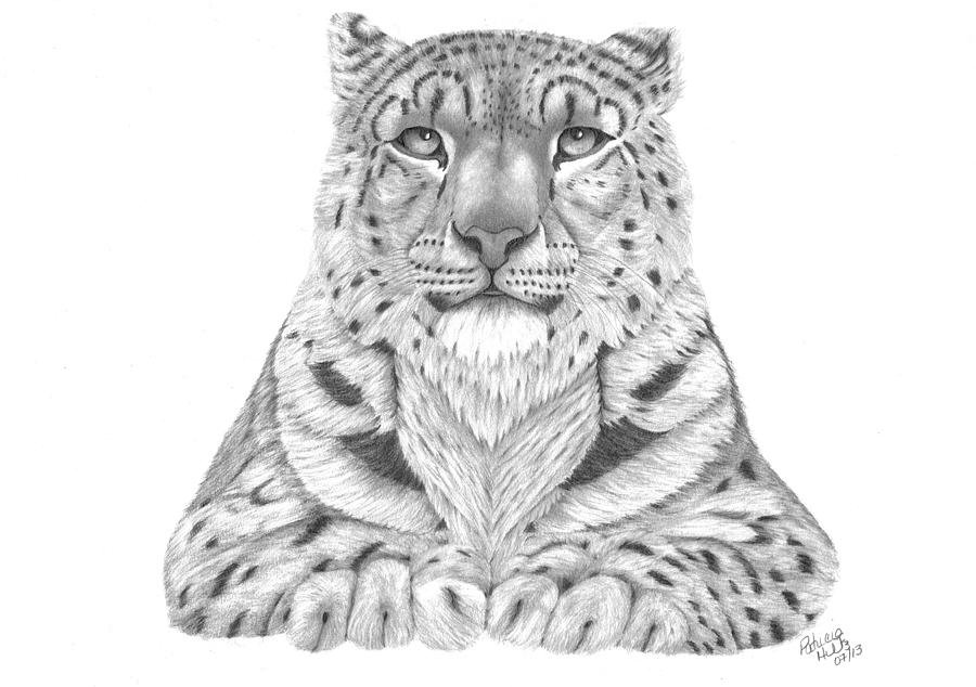 The Fearless Tiger Drawing by Patricia Hiltz