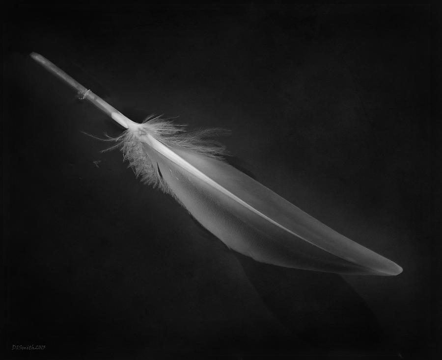 The Feather Photograph by Deborah Smith