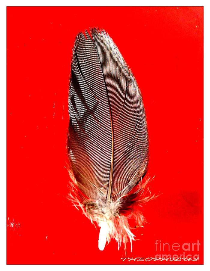 Bird Photograph - The Feather by Theo Bethel