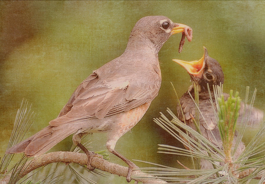The Feeding Photograph by Michelle Ayn Potter