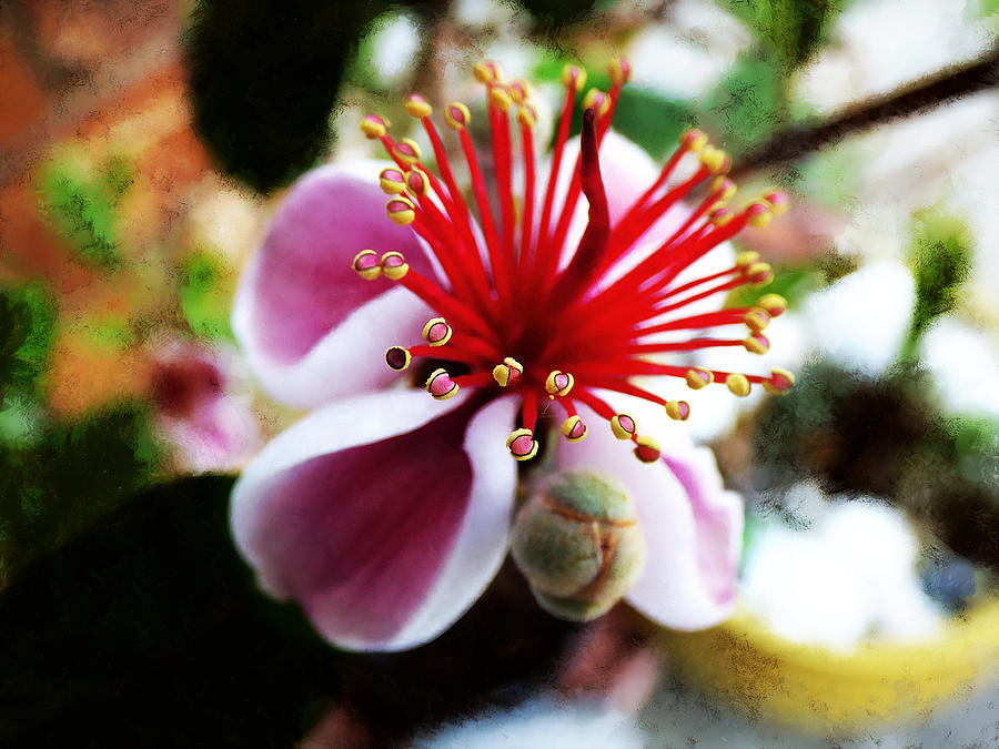 the Feijoa Blossom Photograph by Steve Taylor