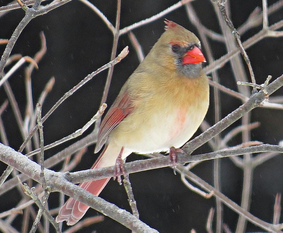 The Female Cardinal Photograph by MTBobbins Photography