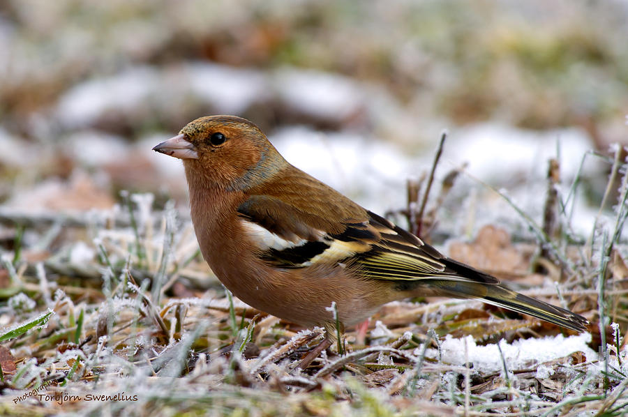 The female Chaffinch Photograph by Torbjorn Swenelius