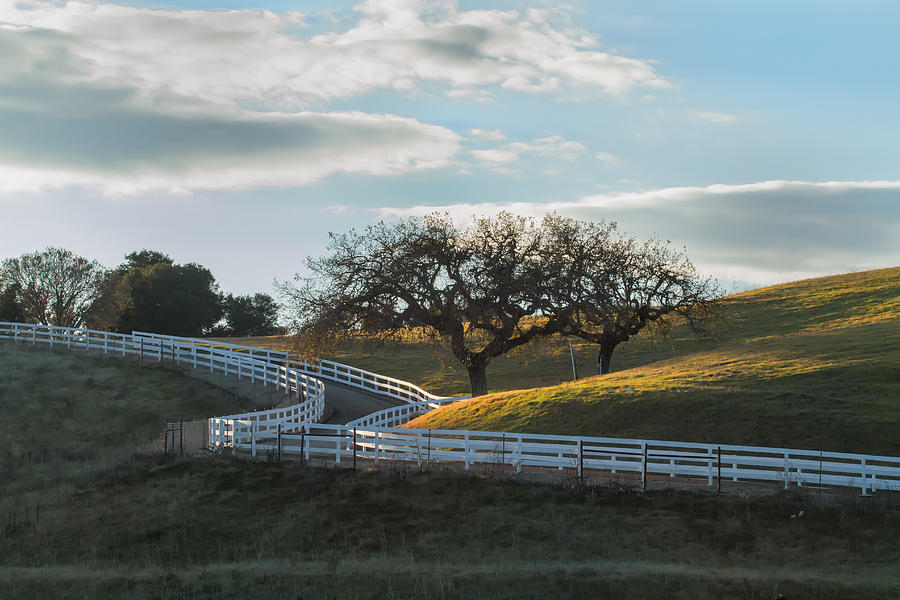 The Fence and The Oak Trees Photograph by Roger Mullenhour