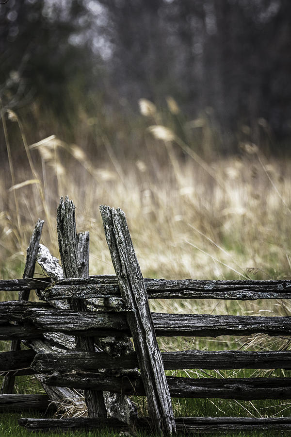 Nature Photograph - The Fence by Ann Sharpe