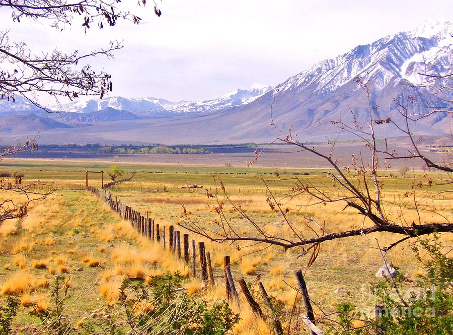 The Fence Line Photograph by Marilyn Diaz