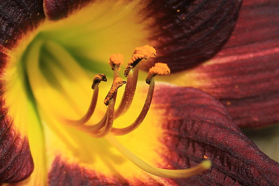 Flower Photograph - Almost Too Close Day lily Flower Art by Reid Callaway