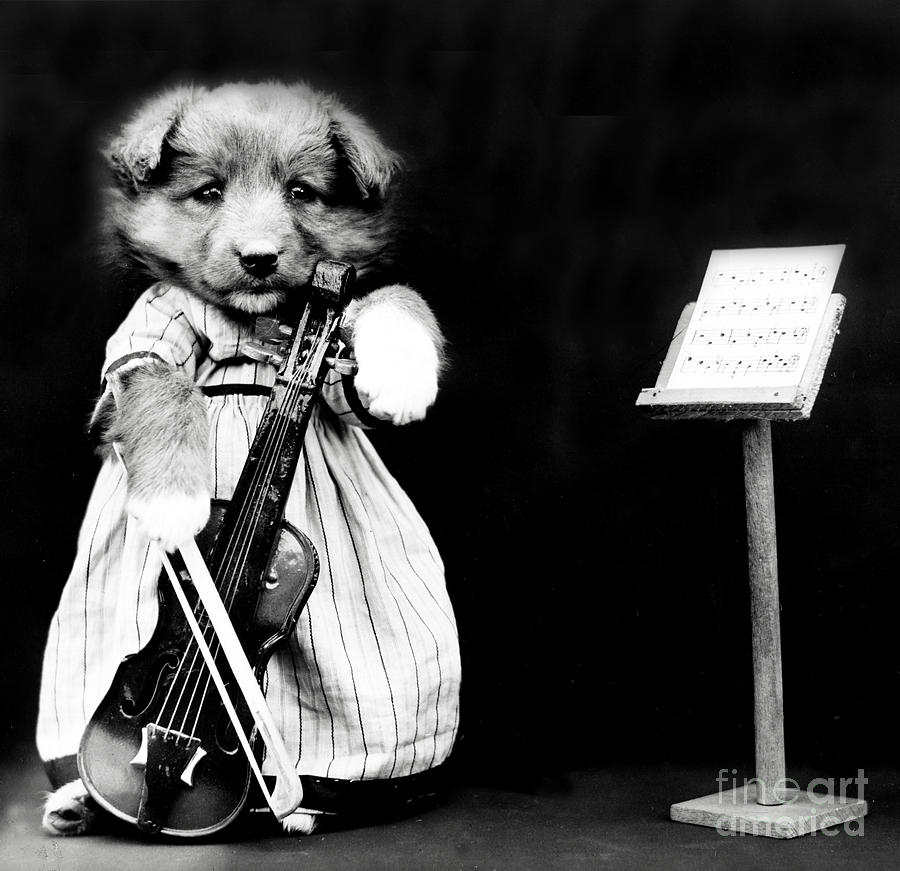 The Fiddler 1914 Photograph by Science Source