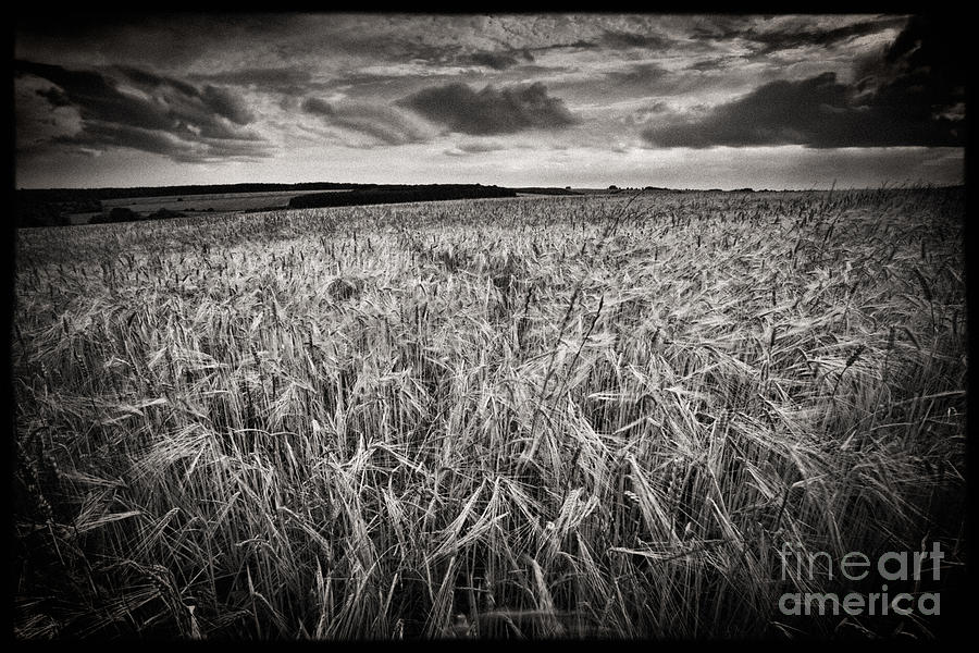 Black And White Photograph - The Field 1 by Rod McLean