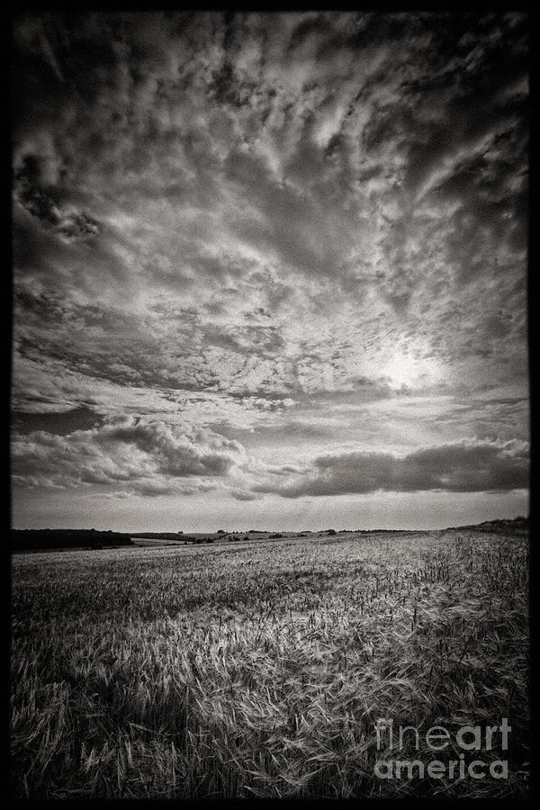 Black And White Photograph - The Field 2 by Rod McLean